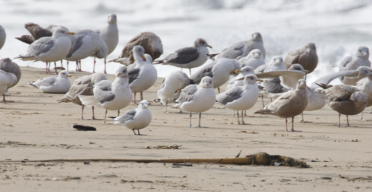 三趾鷗 - ML208127501