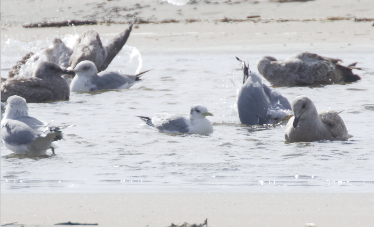 三趾鷗 - ML208127511