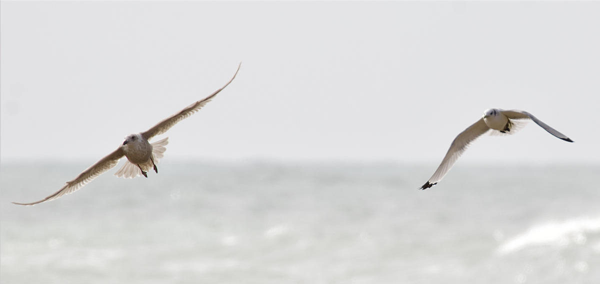 三趾鷗 - ML208127531