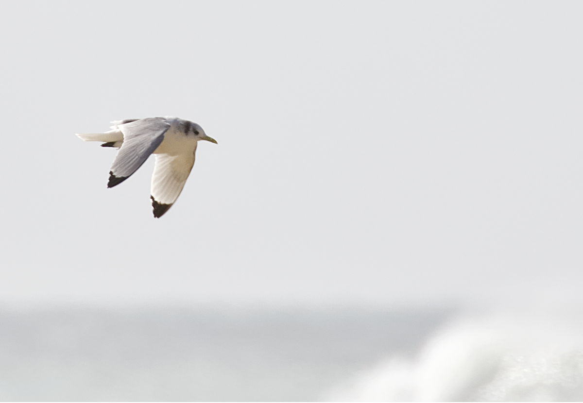 三趾鷗 - ML208127541