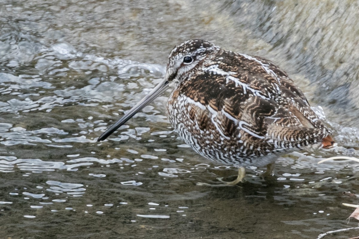 Solitary Snipe - Alvaro Jaramillo