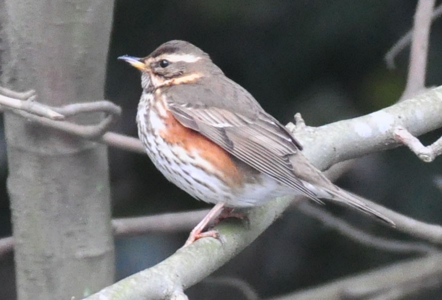 Redwing - ML208127871