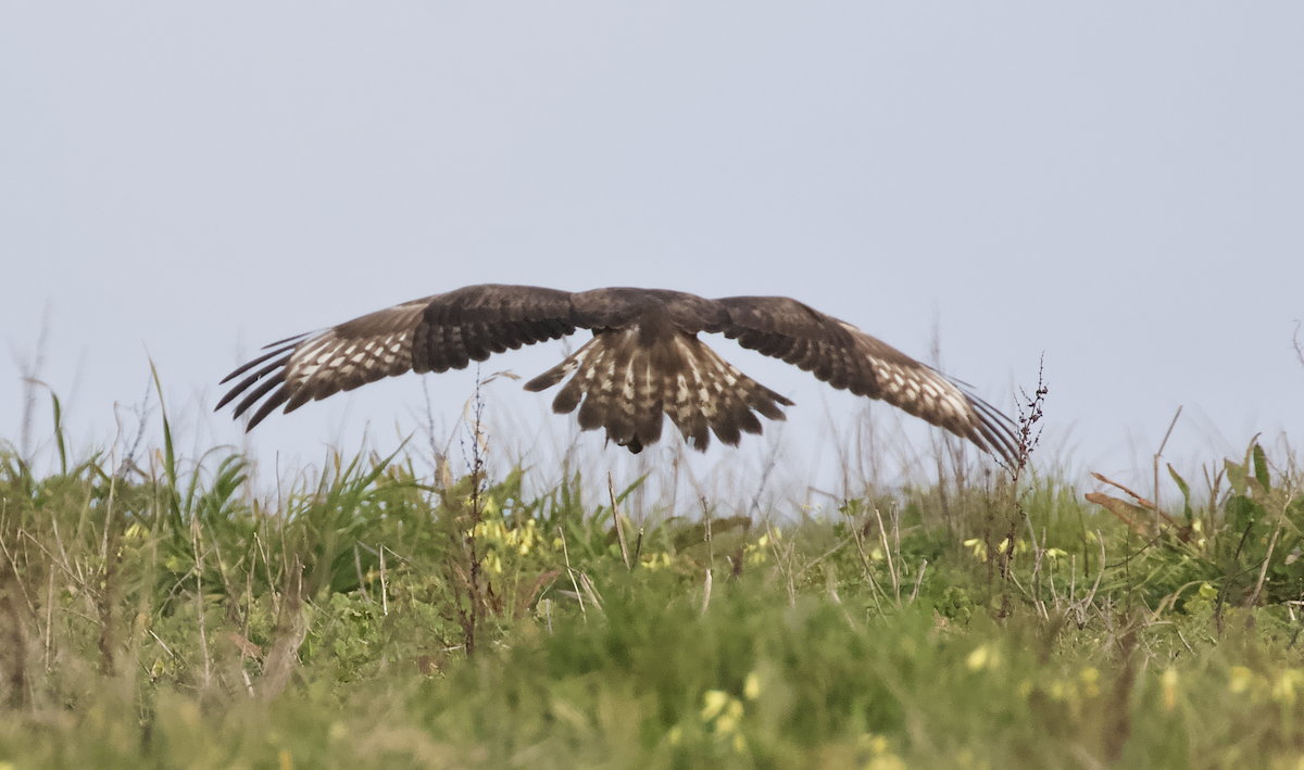 毛足鵟 - ML208128031