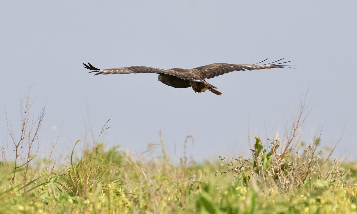 毛足鵟 - ML208128051