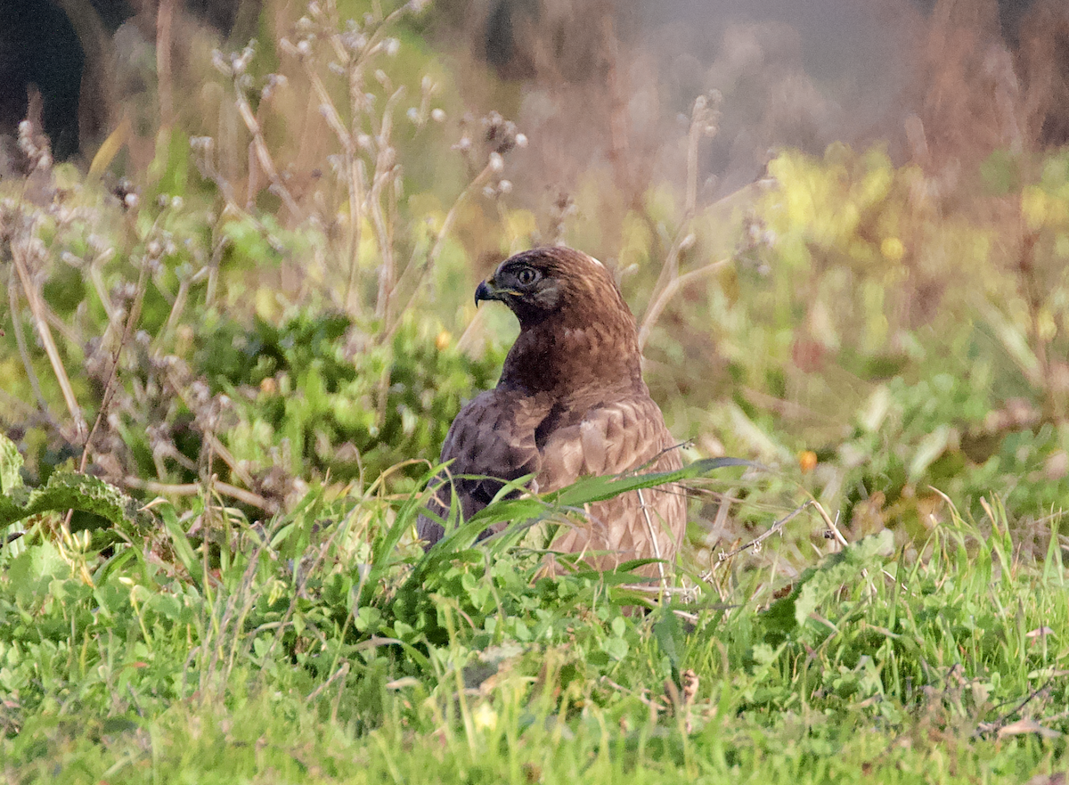 毛足鵟 - ML208128081