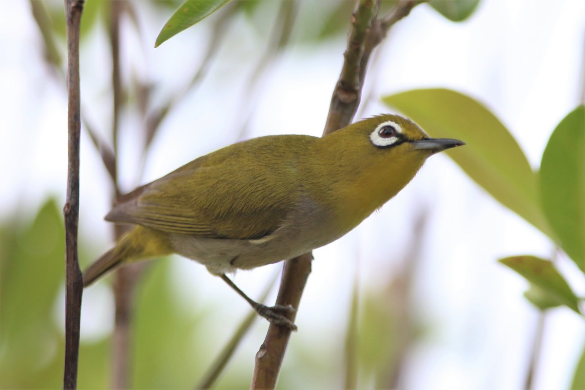 Swinhoe's White-eye - ML208128531