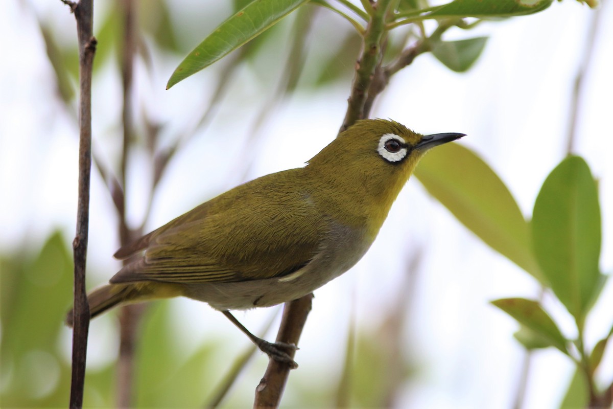 Swinhoe's White-eye - ML208128541