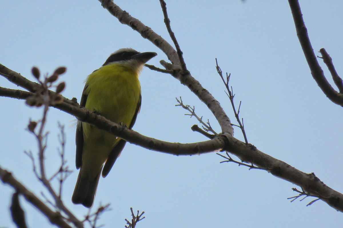 Boat-billed Flycatcher - ML208130961