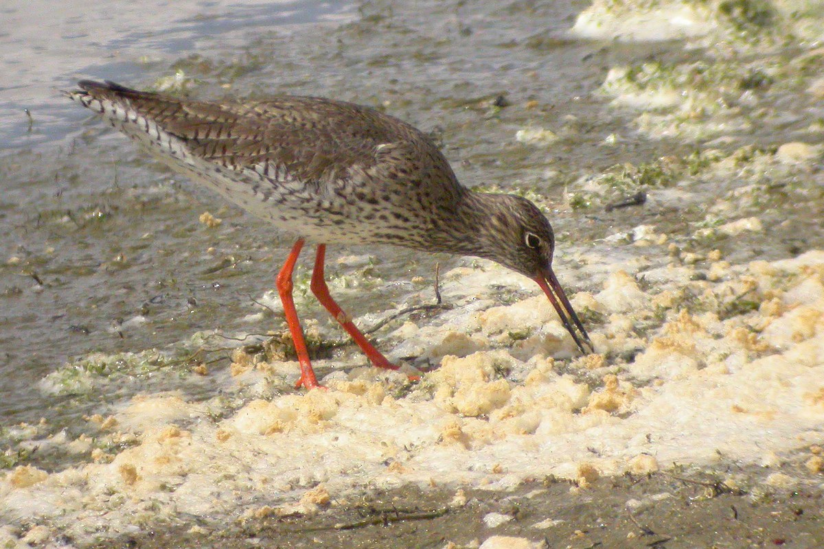 Common Redshank - Miguel Rouco