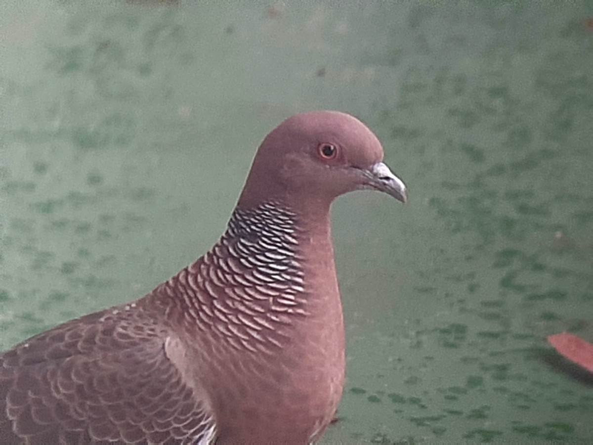 Pigeon picazuro - ML208131991