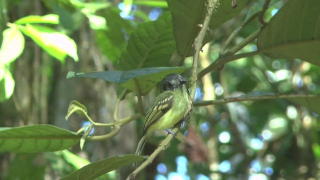 Slaty-capped Flycatcher - ML208132061