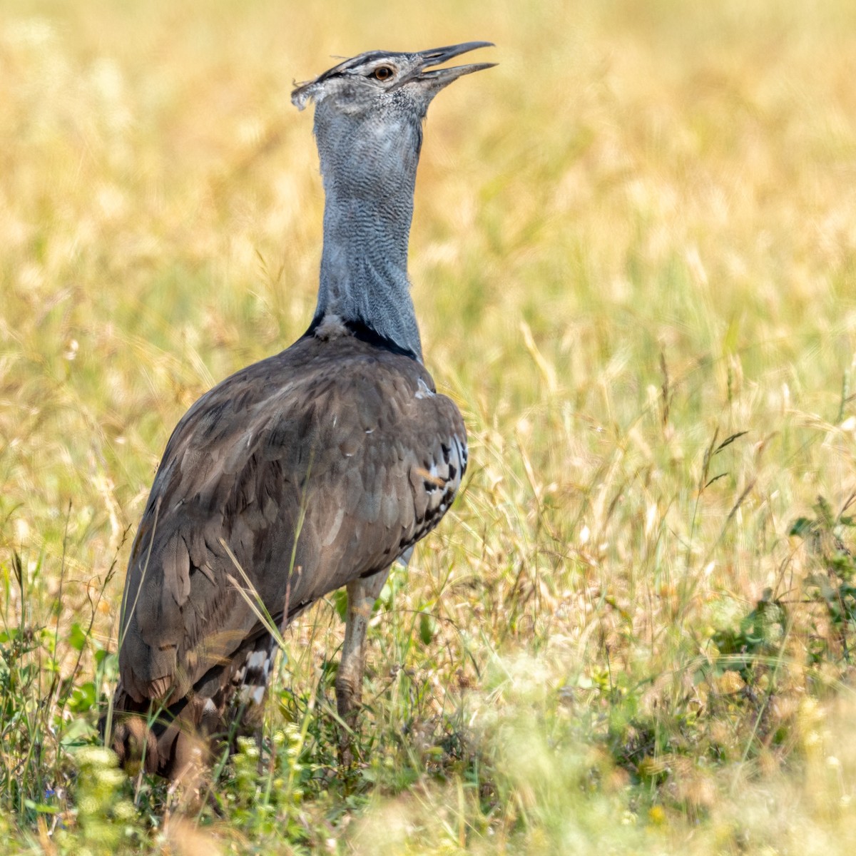 Kori Bustard - ML208132131