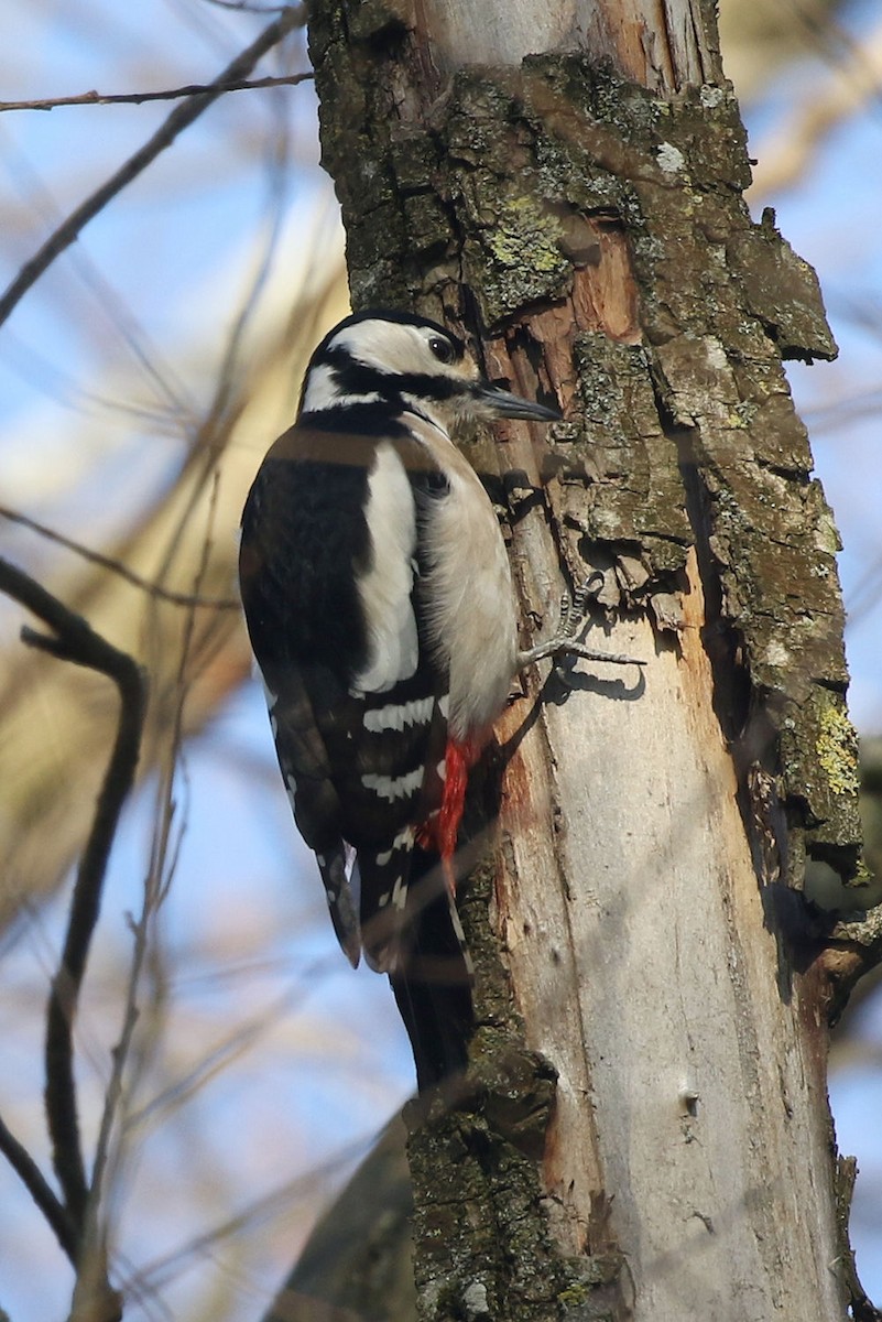 Great Spotted Woodpecker - ML208132161