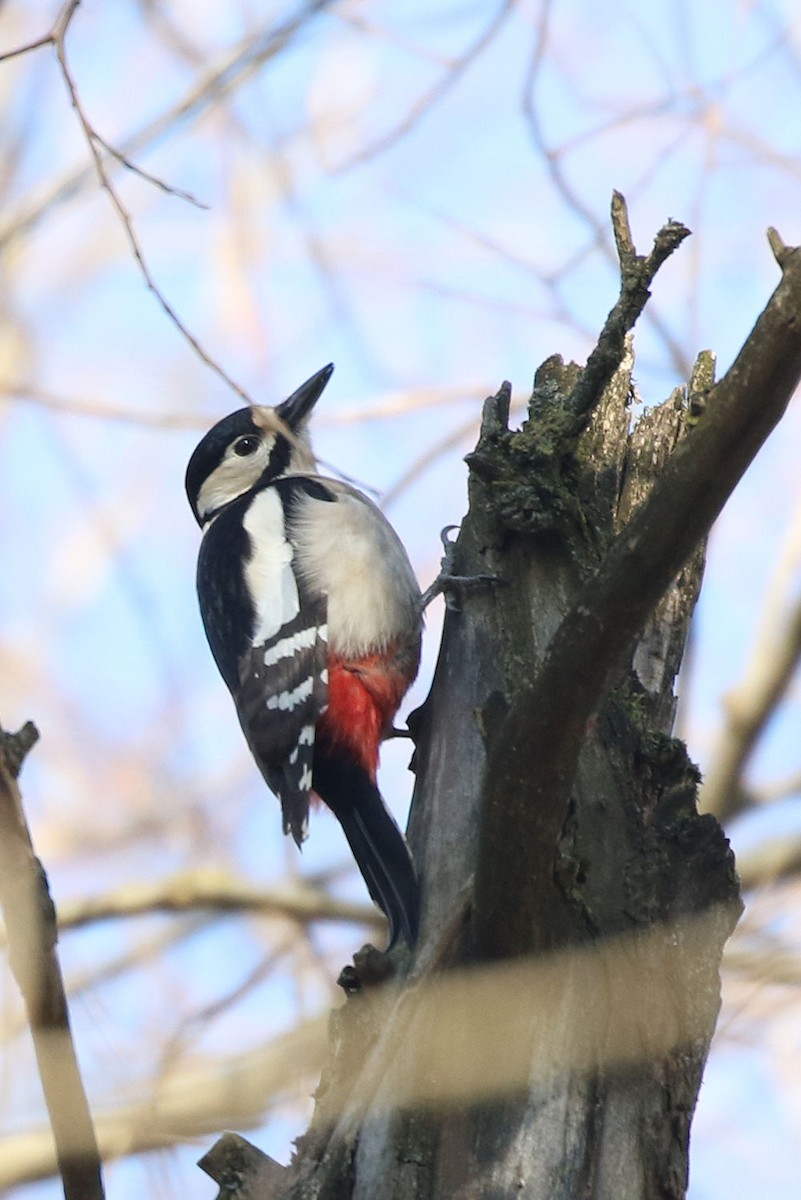 Great Spotted Woodpecker - William Hull