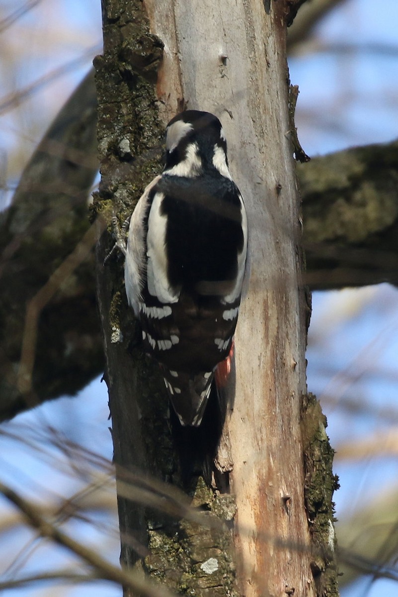 Great Spotted Woodpecker - William Hull