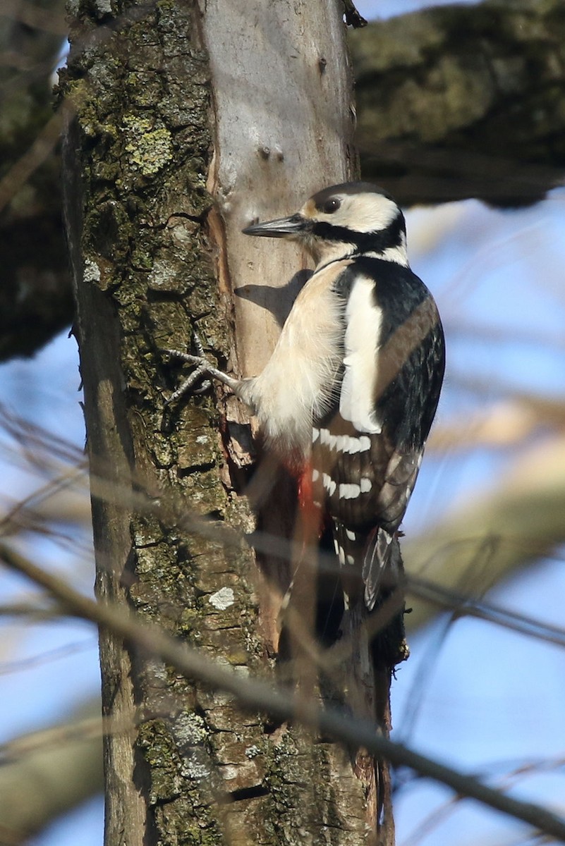 Great Spotted Woodpecker - William Hull