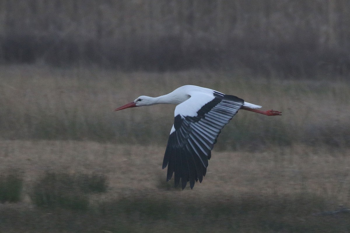 White Stork - William Hull