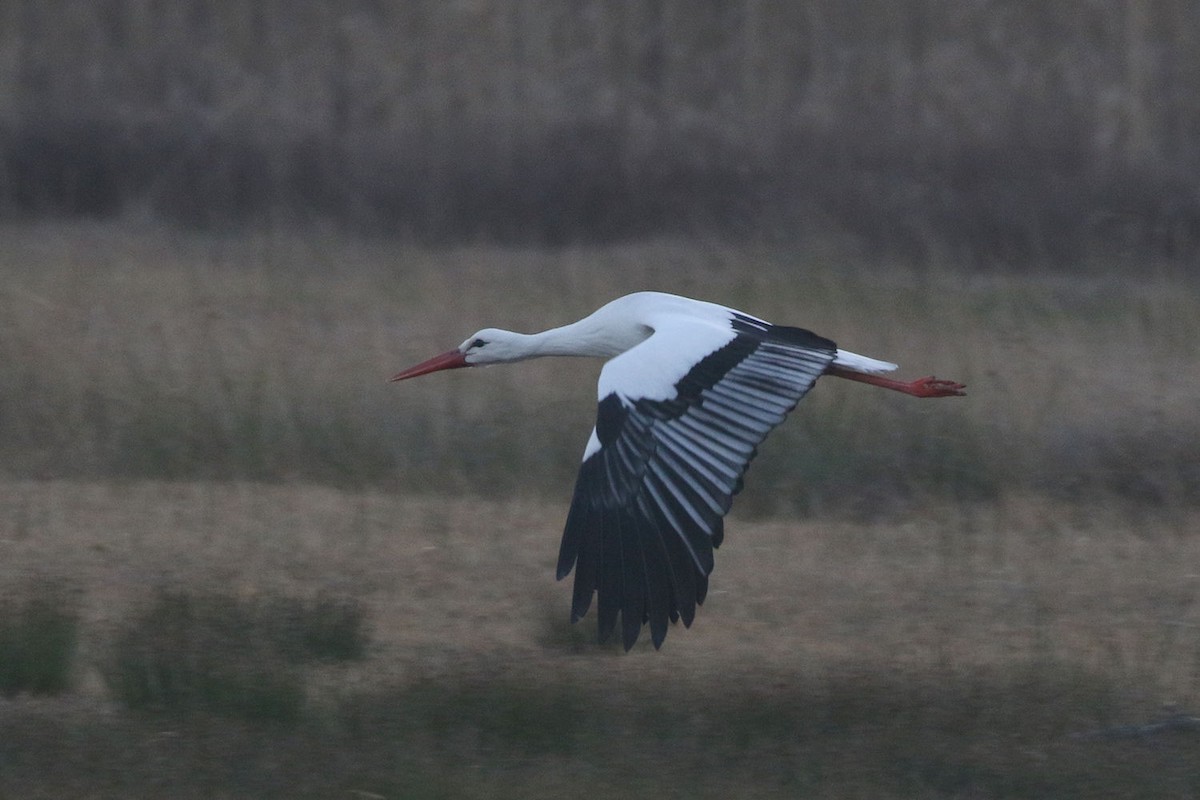 Weißstorch - ML208133411