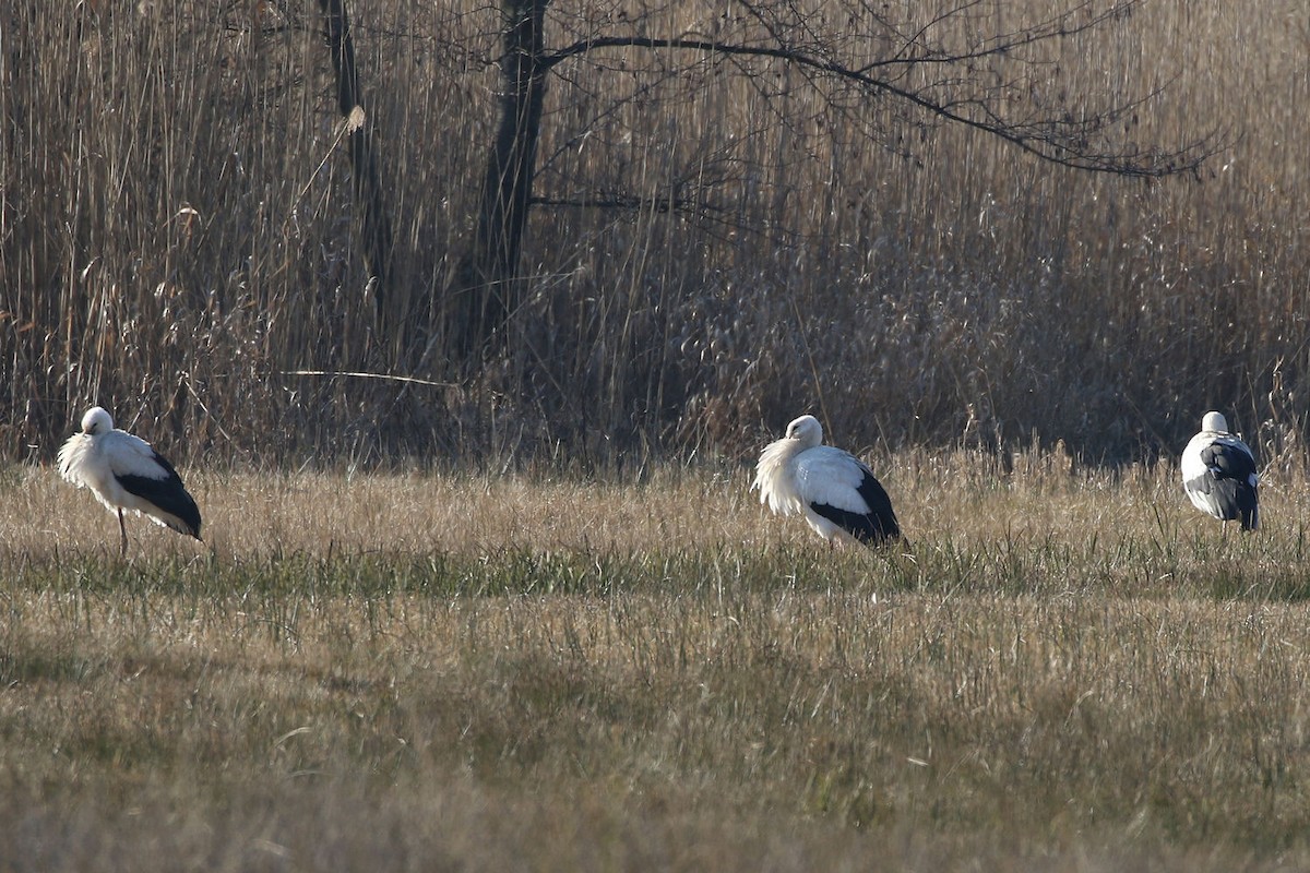 White Stork - ML208133421