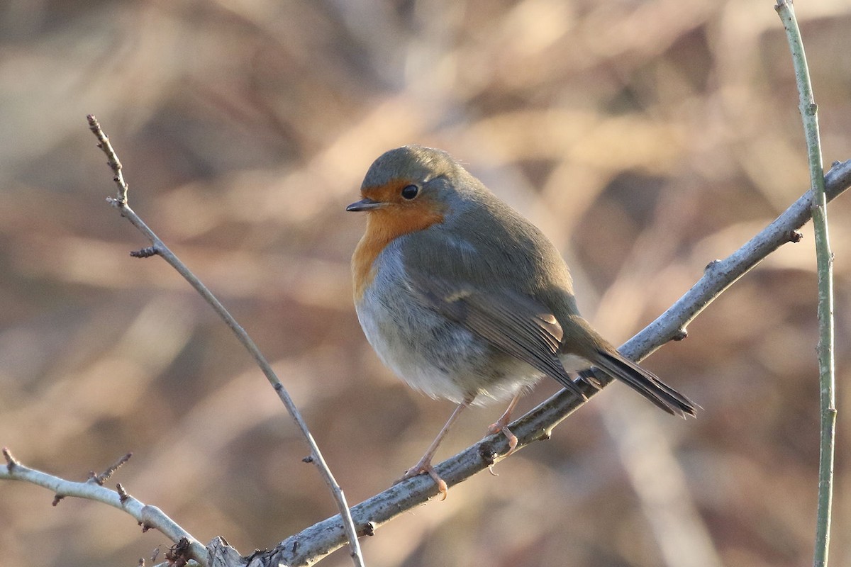 European Robin - William Hull