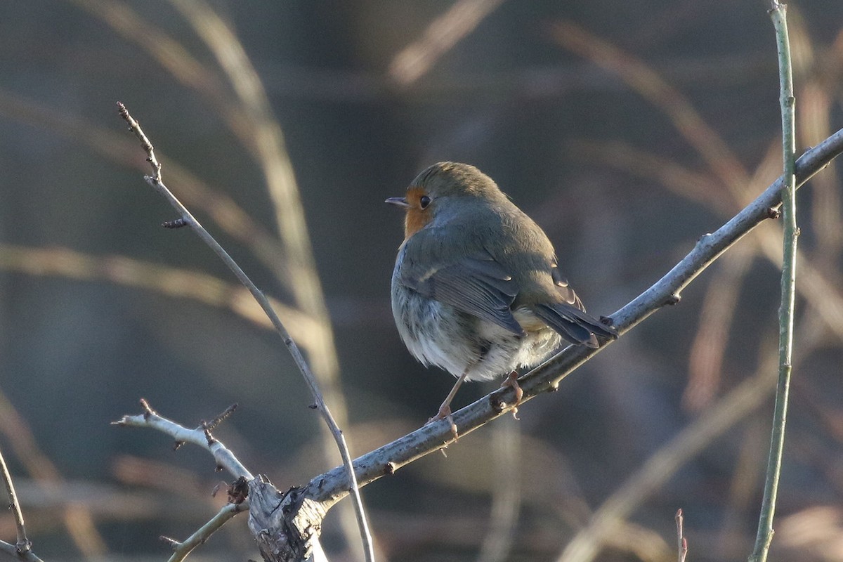 European Robin - ML208133871