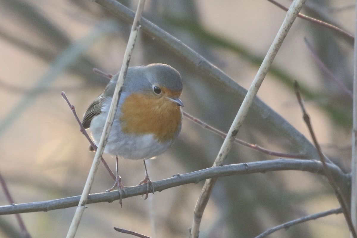 European Robin - William Hull