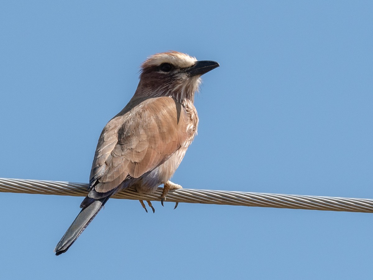 Rufous-crowned Roller - ML208134011