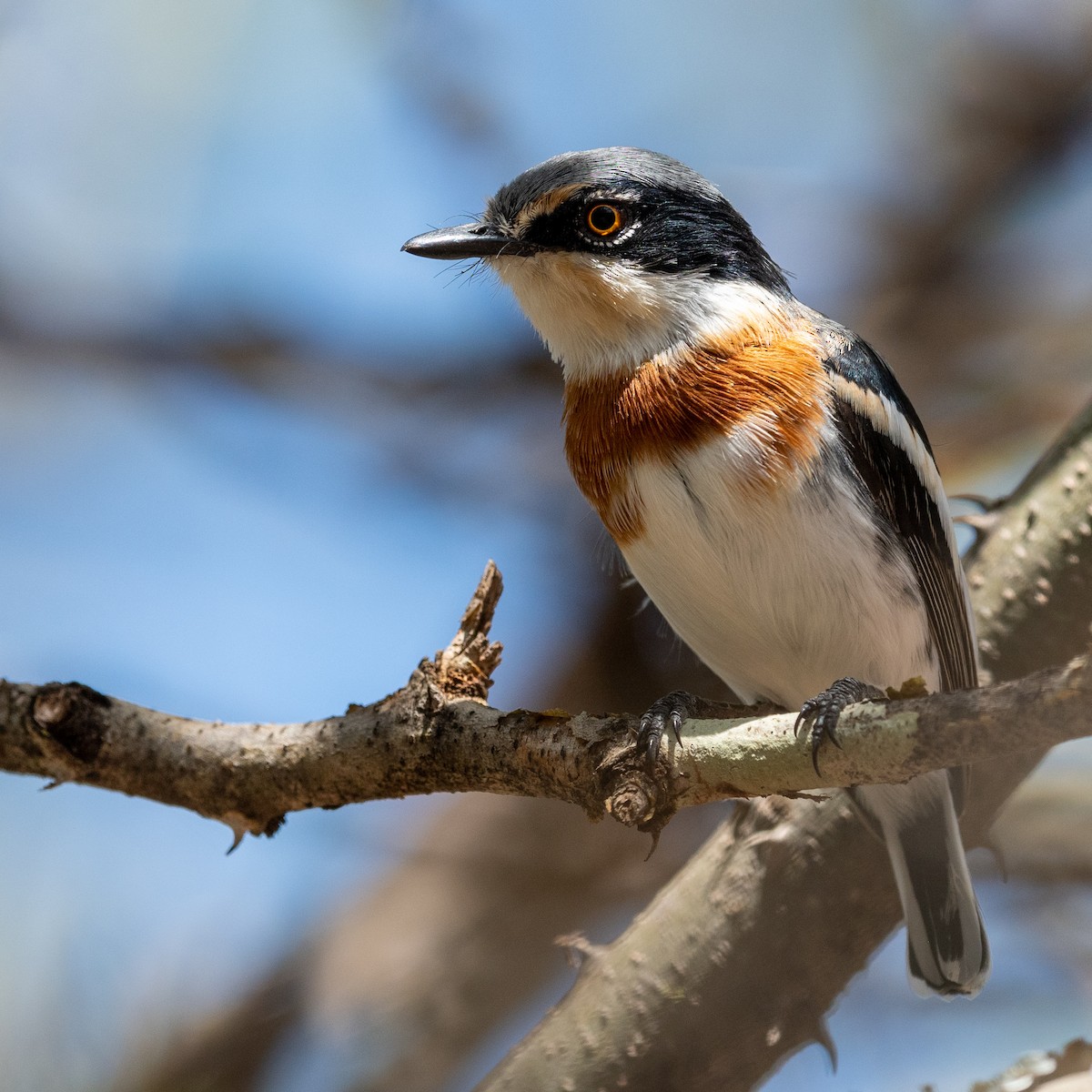 Pygmy Batis - Jean-Louis  Carlo