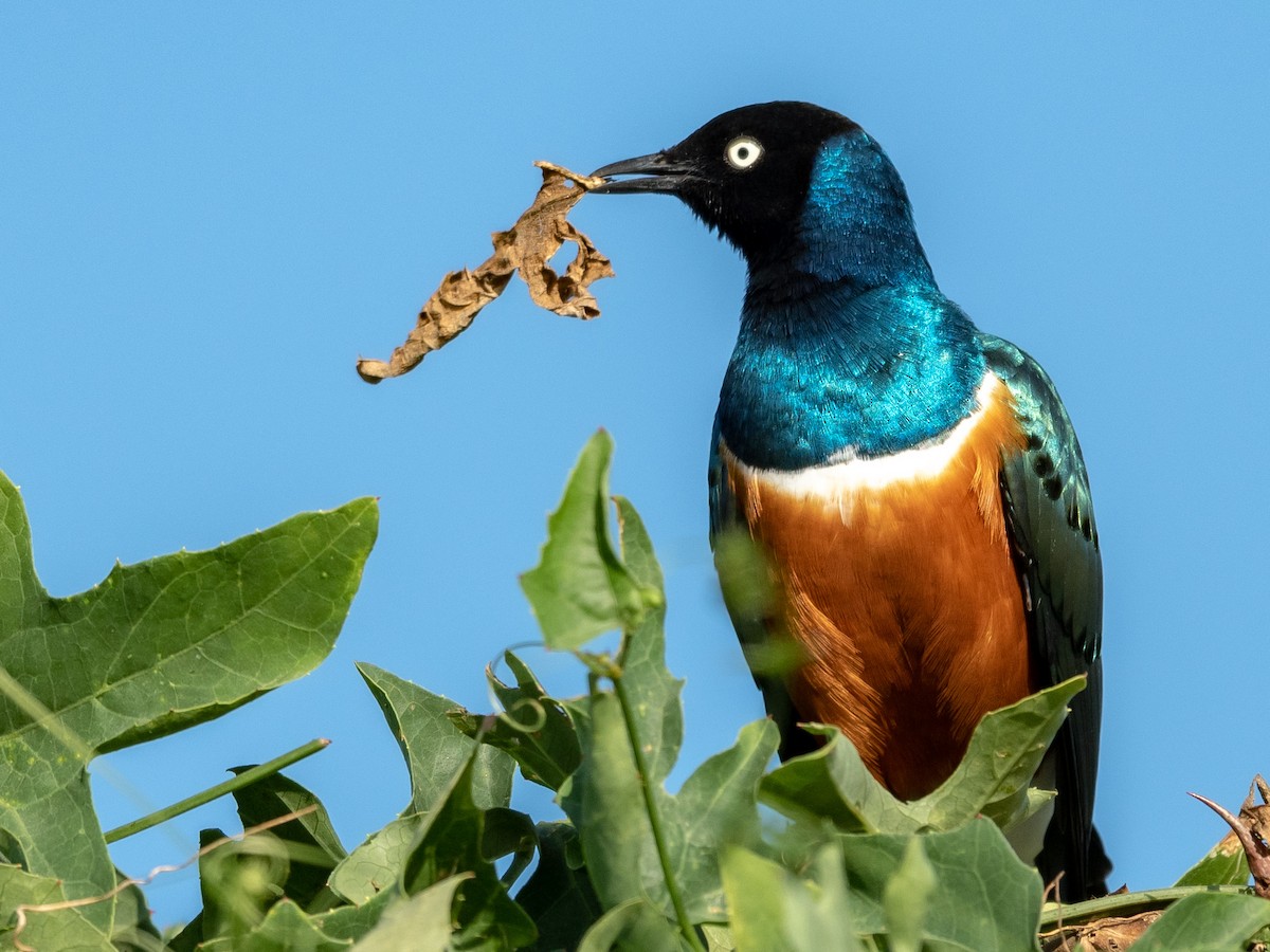 Superb Starling - ML208135141