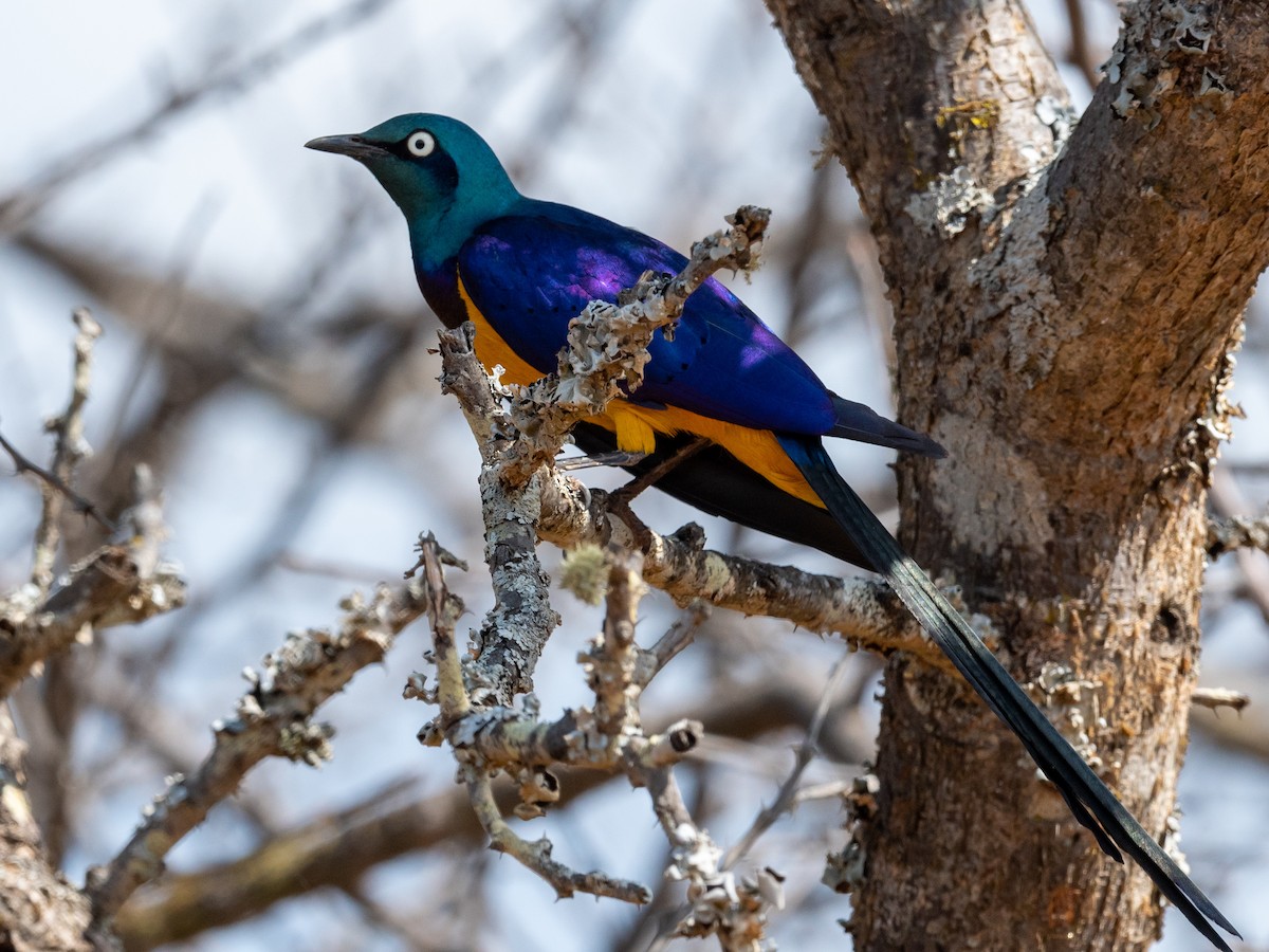 Golden-breasted Starling - ML208135421