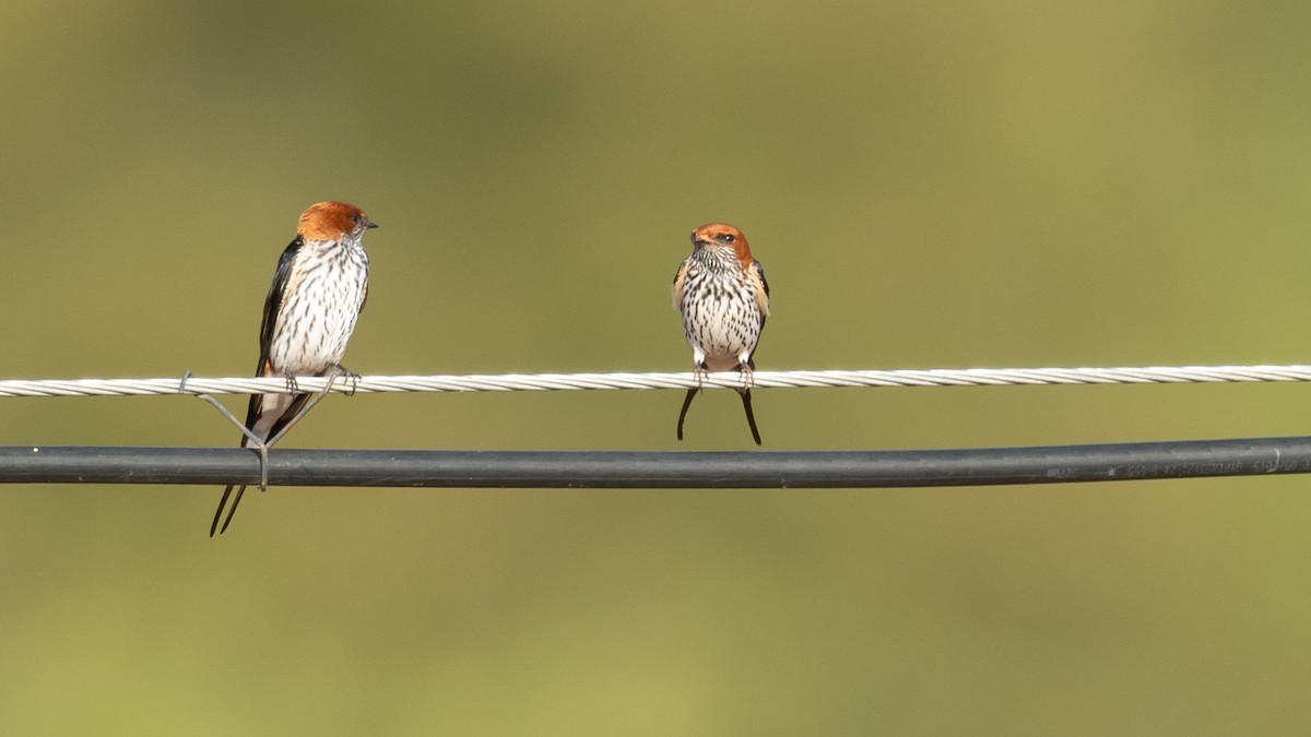 Lesser Striped Swallow - ML208135451