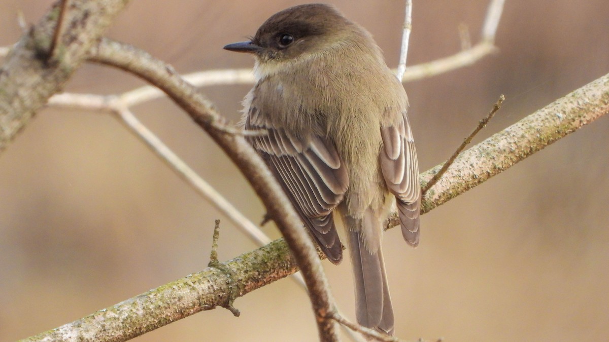 Eastern Phoebe - David Hebert