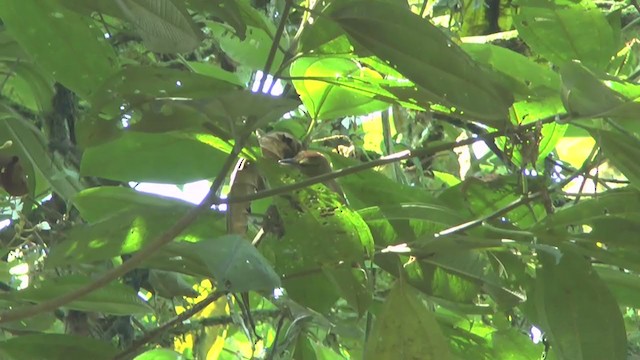 Russet Antshrike (Tawny) - ML208136931