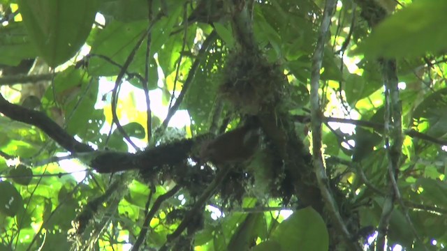 Scaly-throated Foliage-gleaner (Spot-breasted) - ML208136961