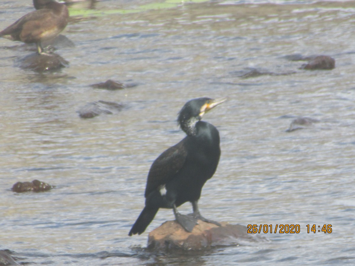 Great Cormorant - Claire Anderson