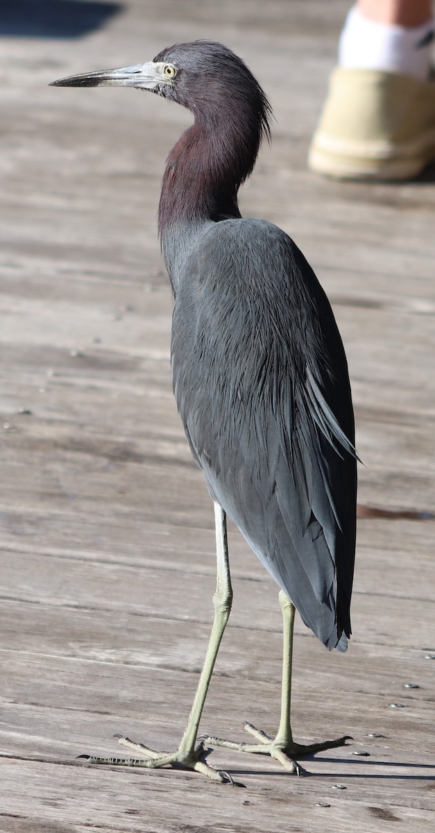 Little Blue Heron - ML208138071