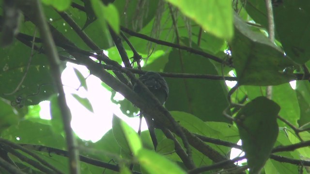 Black-crowned Antshrike - ML208138581