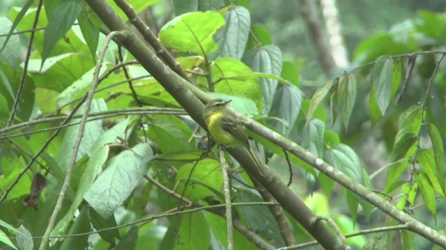 Yellow Tyrannulet - ML208138591