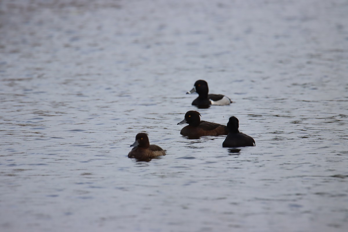 Ring-necked Duck - ML208140561