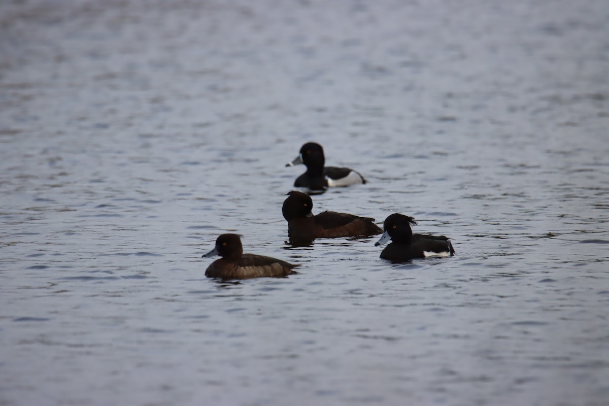 Ring-necked Duck - ML208140601