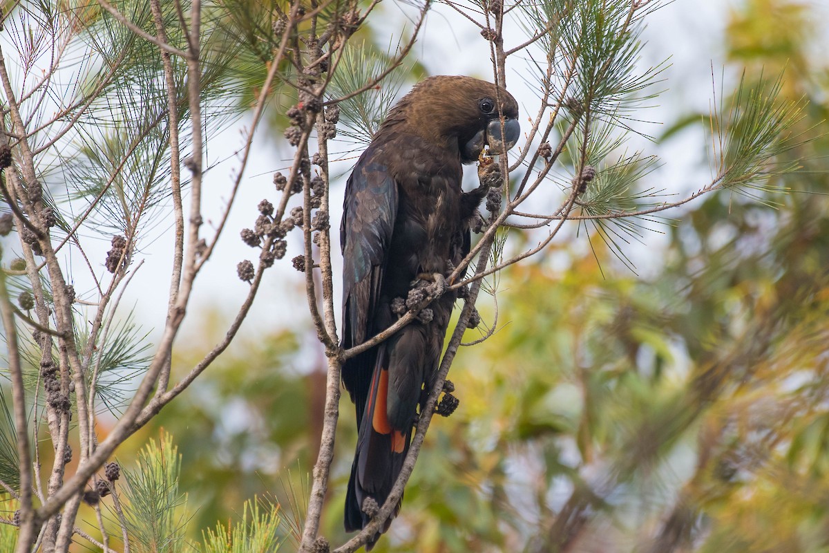 Glossy Black-Cockatoo - ML208140641