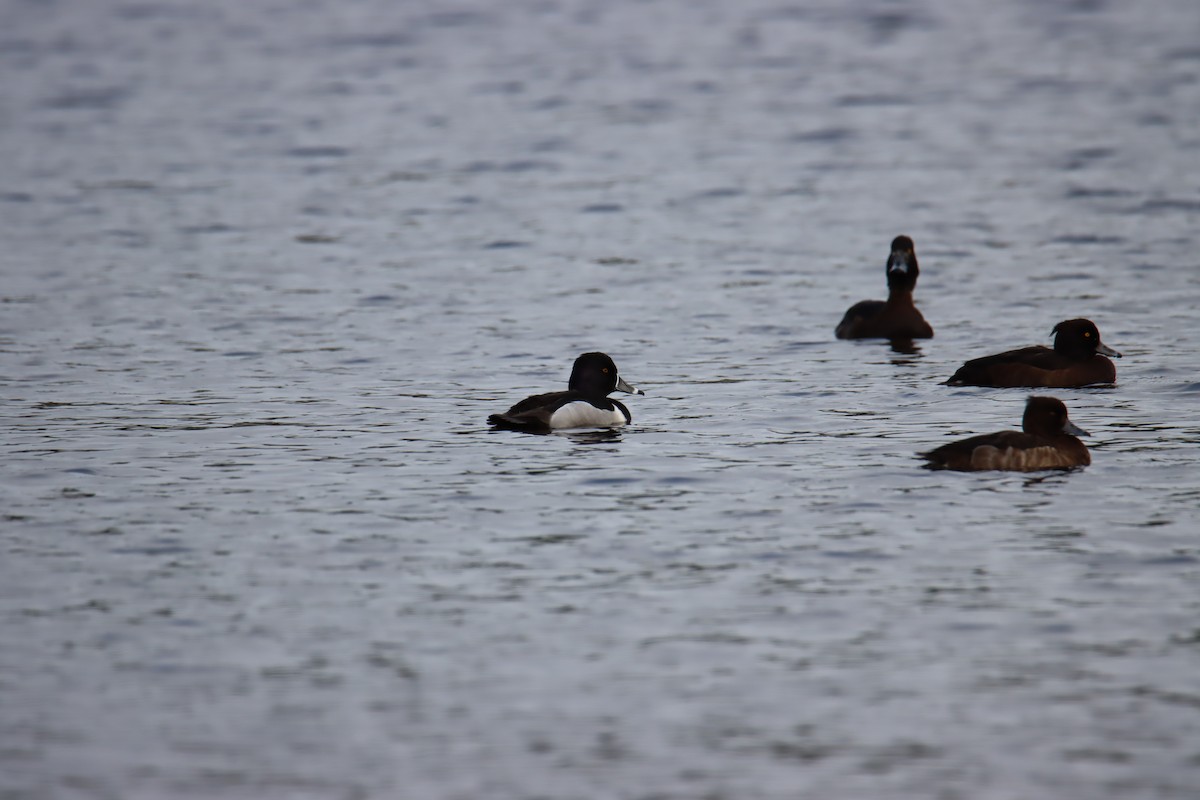 Ring-necked Duck - ML208140661