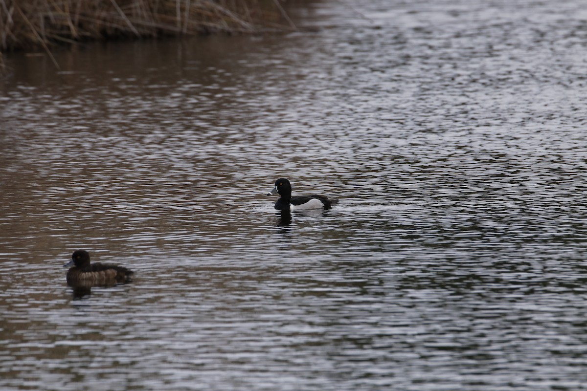 Ring-necked Duck - ML208141031