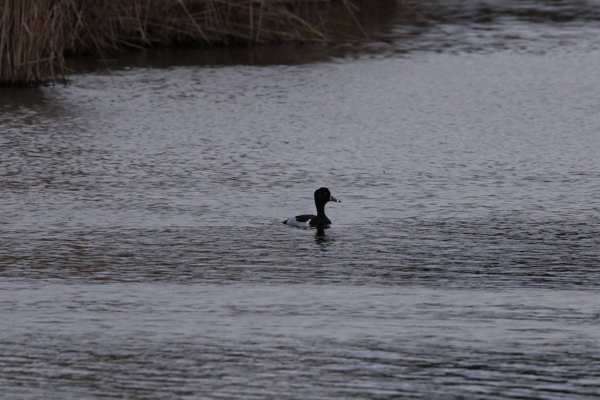 Ring-necked Duck - Joao e Ze Casimiro