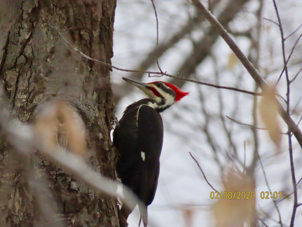 Pileated Woodpecker - ML208143331