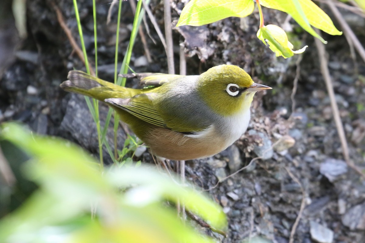 Silvereye - ML208145101