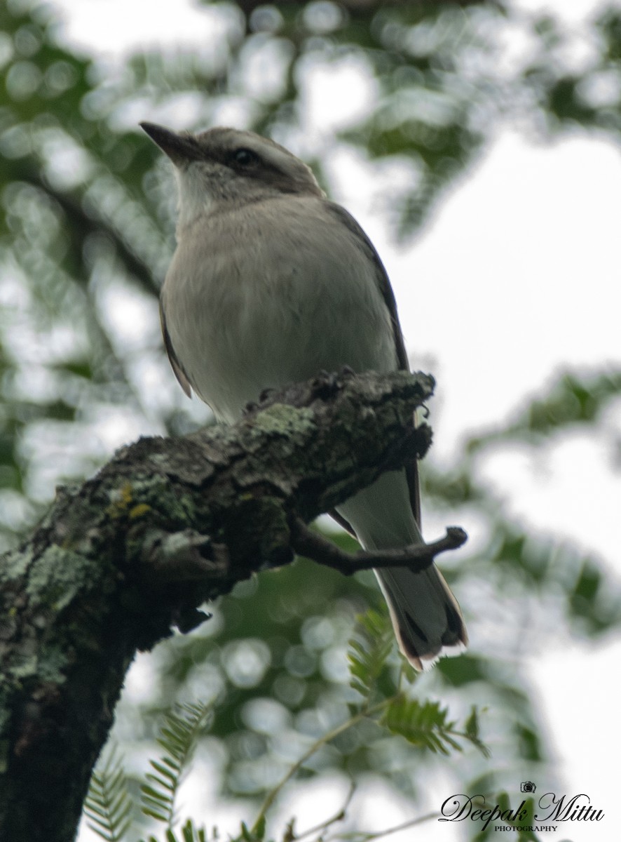 Common Woodshrike - ML208145701