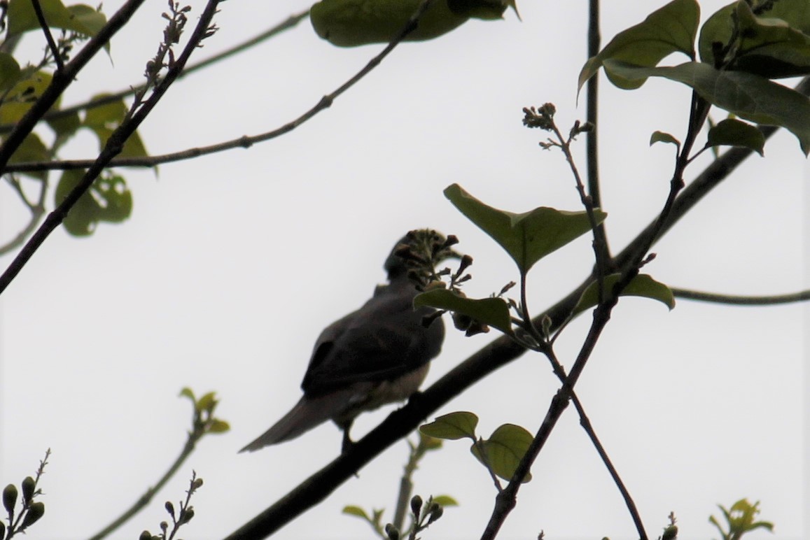 Barred Cuckoo-Dove - ML208145921