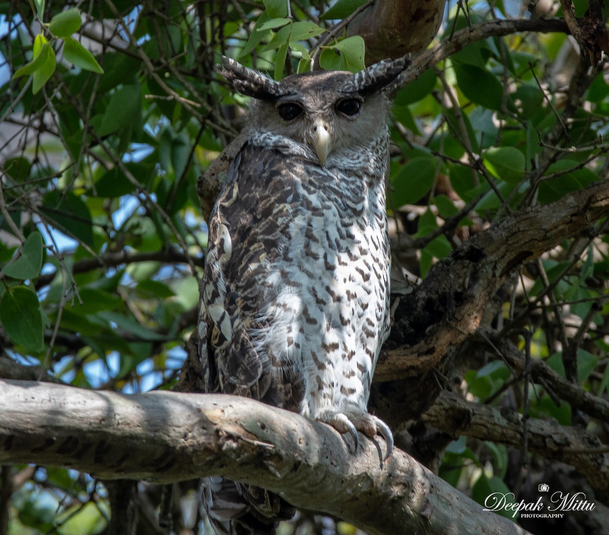 Spot-bellied Eagle-Owl - Deepak Mittu