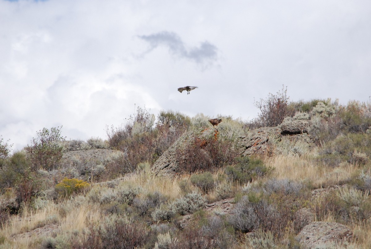 Northern Harrier - ML20814651